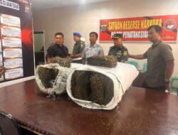 Intel Kodim 0207 Temukan 49 Kilogram Ganja di Belakang Kampus USI