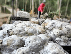 Diduga Dibekingi Oknum Aparat Penyadap Getah Karet Ilegal Merajalela di Serbelawan