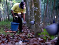 Bos Mafia Penyadap Gatah Karet “Ilegal” di Serbelawan Untung Milliaran Rupiah