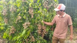 Yulianto Raup Omzet Ratusan Juta Sulap Lahan Kritis Jadi Kebun Kelengkeng