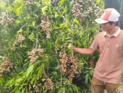 Yulianto Raup Omzet Ratusan Juta Sulap Lahan Kritis Jadi Kebun Kelengkeng