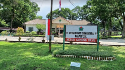 Miris!!! di PTPN IV Kebun Gunung Bayu Brondolan Sawit di Harga Rp 100 Rupiah Perkilo